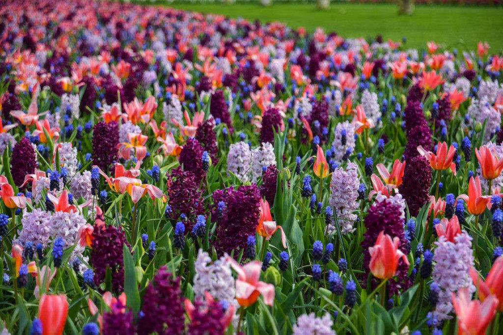 Keukenhof-2-1024x683